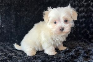 Rachel - puppy for sale