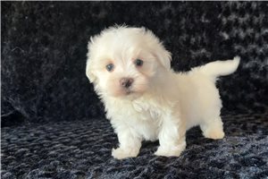 Rolf - puppy for sale