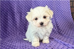 Abby - puppy for sale