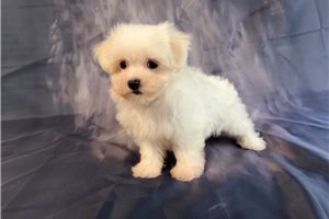 Todd - puppy for sale