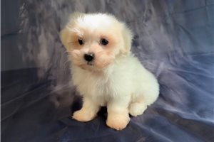 Tobias - Maltese for sale