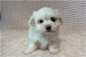Amelia - puppy for sale