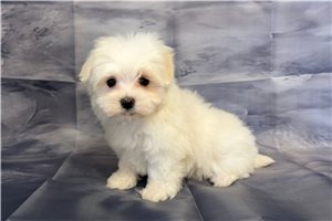 Lucy - puppy for sale