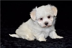 Logan - puppy for sale