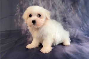Tommy - puppy for sale