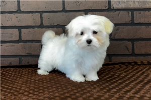 Martina - puppy for sale