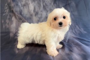 Tori - puppy for sale