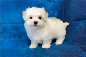 Leonardo - Maltese for sale