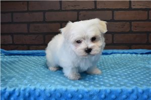Phoenix - Maltese for sale