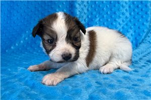 Mack - Papillon for sale