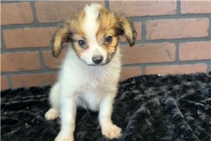 Mack - Papillon for sale