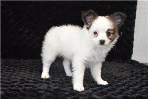 Piper - Papillon for sale