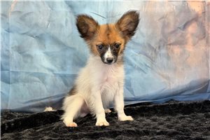 Oliver - Papillon for sale