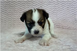 Melanie - Papillon for sale