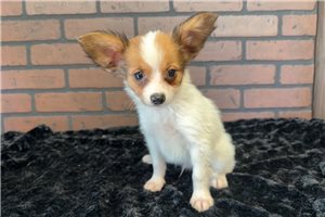 Monroe - Papillon for sale