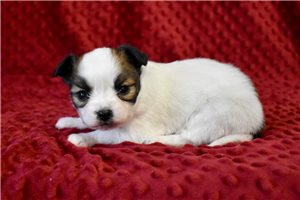 Kennedy - Papillon for sale