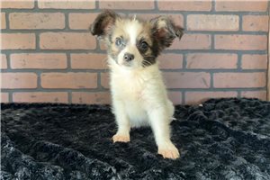 Melvin - Papillon for sale