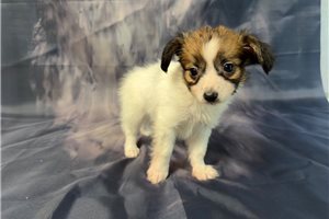 Mavis - Papillon for sale