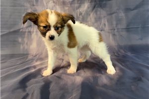 Melanie - Papillon for sale