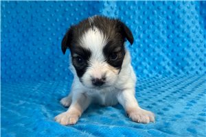 Melvin - Papillon for sale
