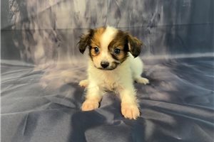 Mack - Papillon for sale