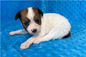 Monroe - Papillon for sale