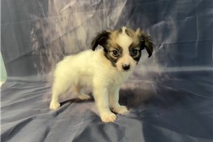 Melvin - Papillon for sale