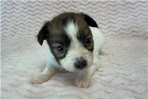 Mavis - Papillon for sale
