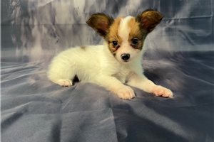 Monroe - Papillon for sale