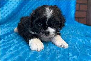 Dynamo - Poodle, Miniature for sale
