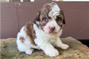 Dynamo - Poodle, Miniature for sale