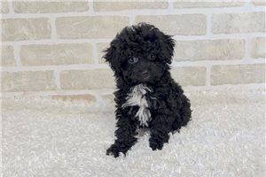 Dottie - puppy for sale