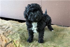 Dottie - Poodle, Miniature for sale