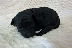Dottie - Poodle, Miniature for sale