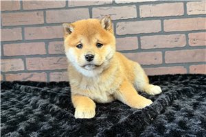 Patrick - puppy for sale