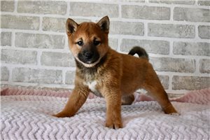 Gozen - puppy for sale