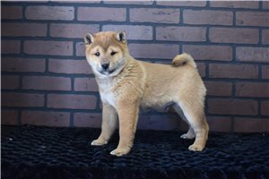 Palmer - Shiba Inu for sale