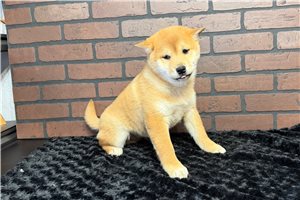 Paxton - Shiba Inu for sale