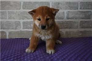 Asami - puppy for sale