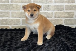 Saigo - puppy for sale