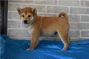Aika - puppy for sale