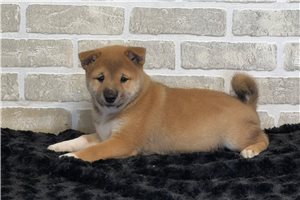 Benjiro - puppy for sale