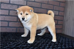 Paxton - Shiba Inu for sale