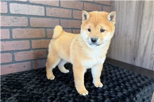 Paul - puppy for sale