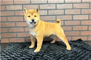 Palmer - Shiba Inu for sale