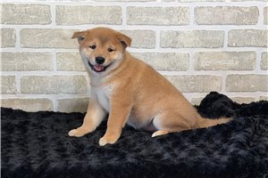 Momotaro - Shiba Inu for sale