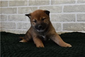 Kiyo - puppy for sale