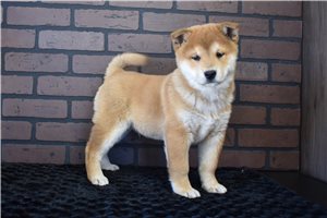 Presley - puppy for sale