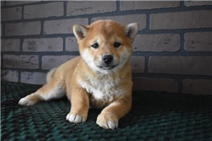 Himari - puppy for sale