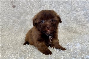 Paige - puppy for sale